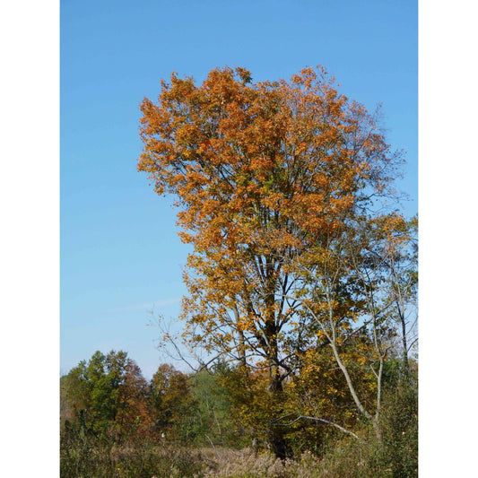 Acer saccharum (Sugar Maple)  Natural Communities LLC