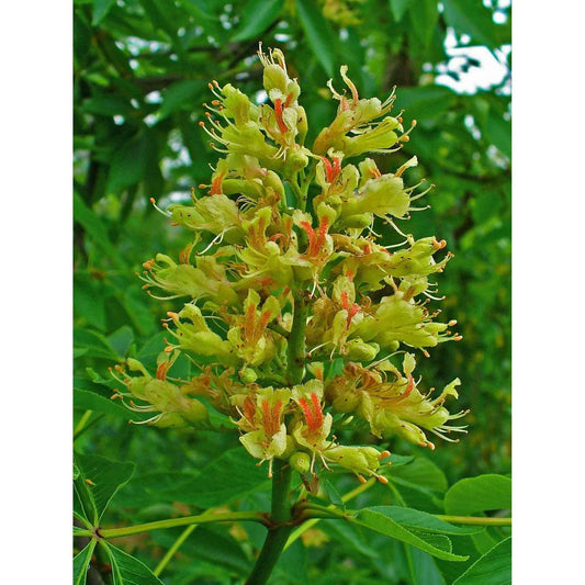 Aesculus glabra (Ohio Buckeye)  Natural Communities LLC