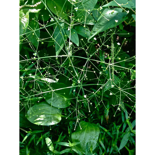 Alisma subcordatum (Mud Plantain)  Natural Communities LLC