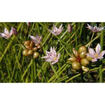 Solar Pollinator Mix