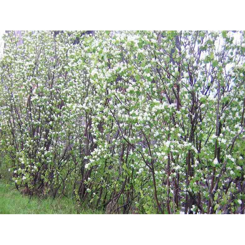 Amelanchier canadensis (Shadblow Serviceberry)  Natural Communities LLC
