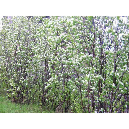 Amelanchier canadensis (Shadblow Serviceberry)  Natural Communities LLC