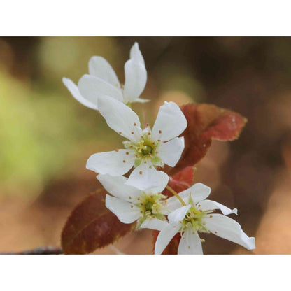 Amelanchier laevis (Allegheny Serviceberry) native plant in bloom