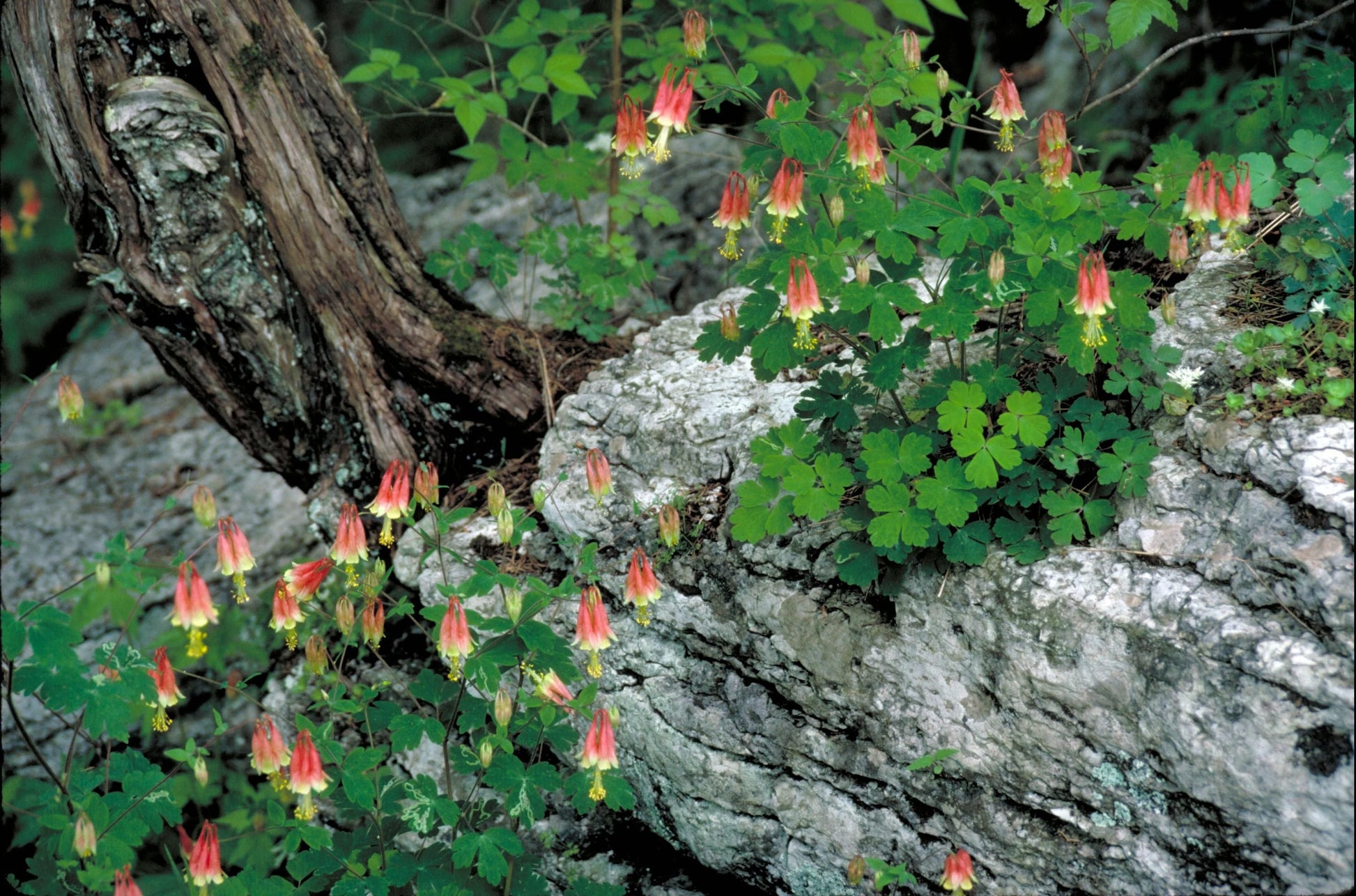 woodland wildflowers seeds Savanna & Woodland Native Seed Packet
