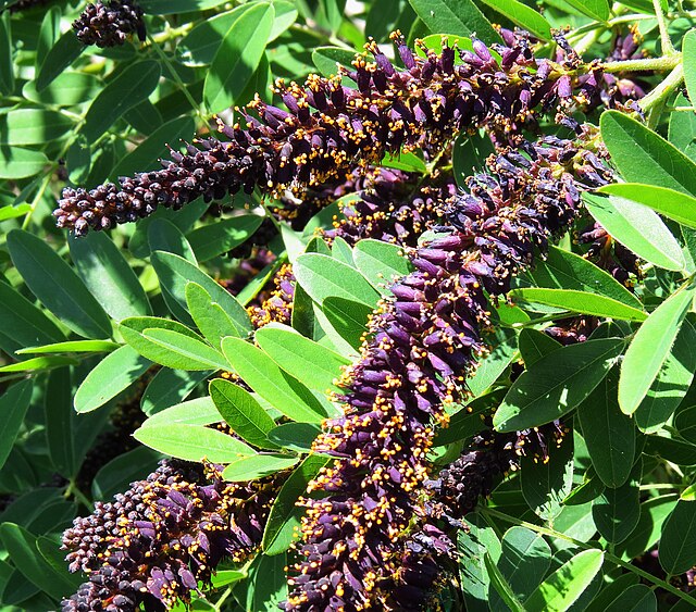 Amorpha fruticosa (Indigo Bush)