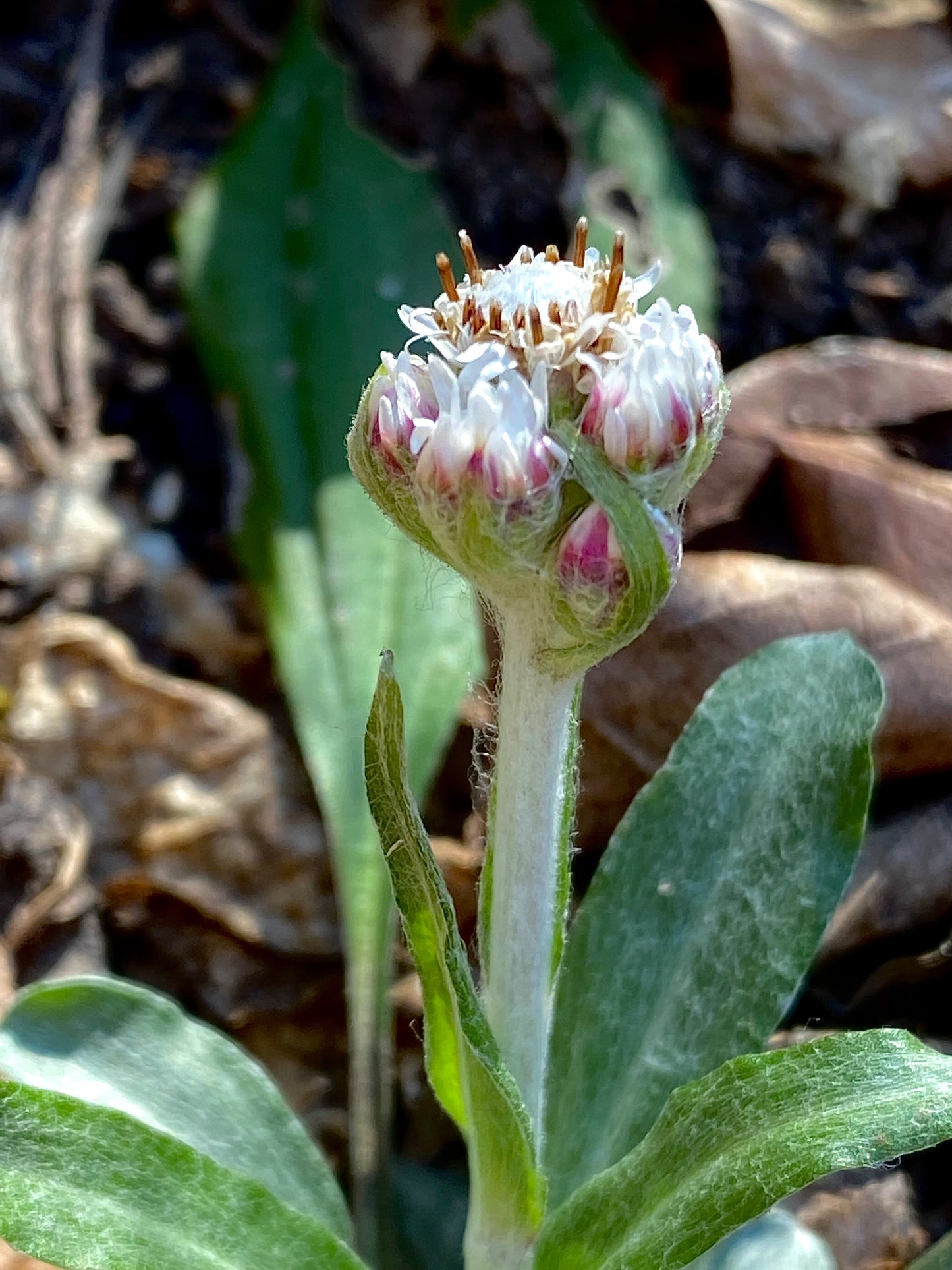 Antennaria parlinii (Pussytoes)