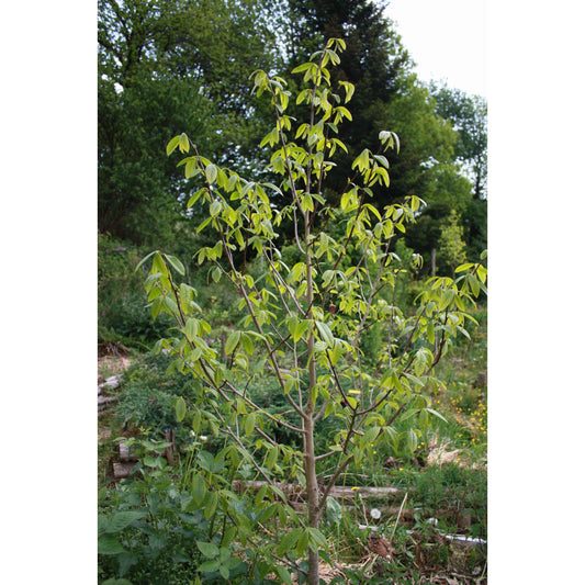 Asimina triloba (Paw Paw or Pawpaw)  Natural Communities LLC