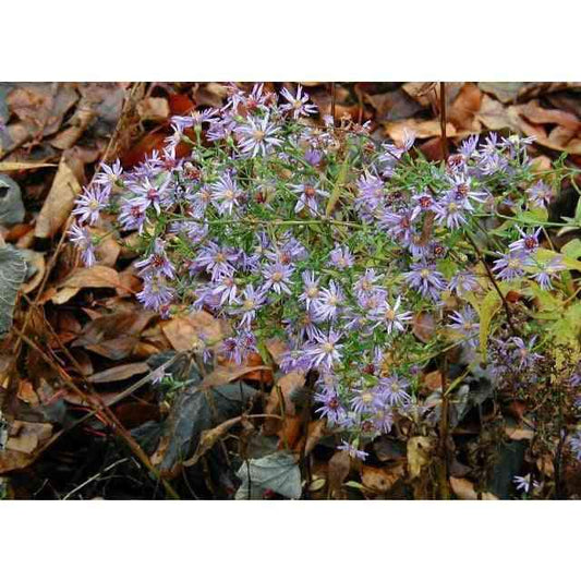 Symphyotrichum cordifolium (Arrow-leaved Aster)  Natural Communities LLC