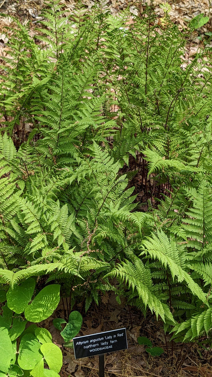 Anthyrium filix-emina (Lady Fern)