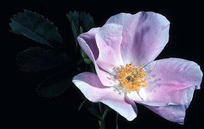 Rosa blanda (Early Wild Rose)