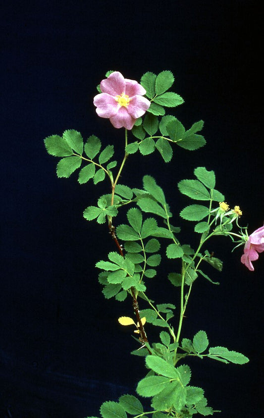 Rosa blanda (Early Wild Rose)