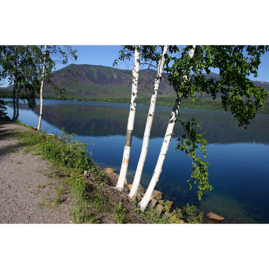 Betula papyrifera (Paper Birch)  Natural Communities LLC