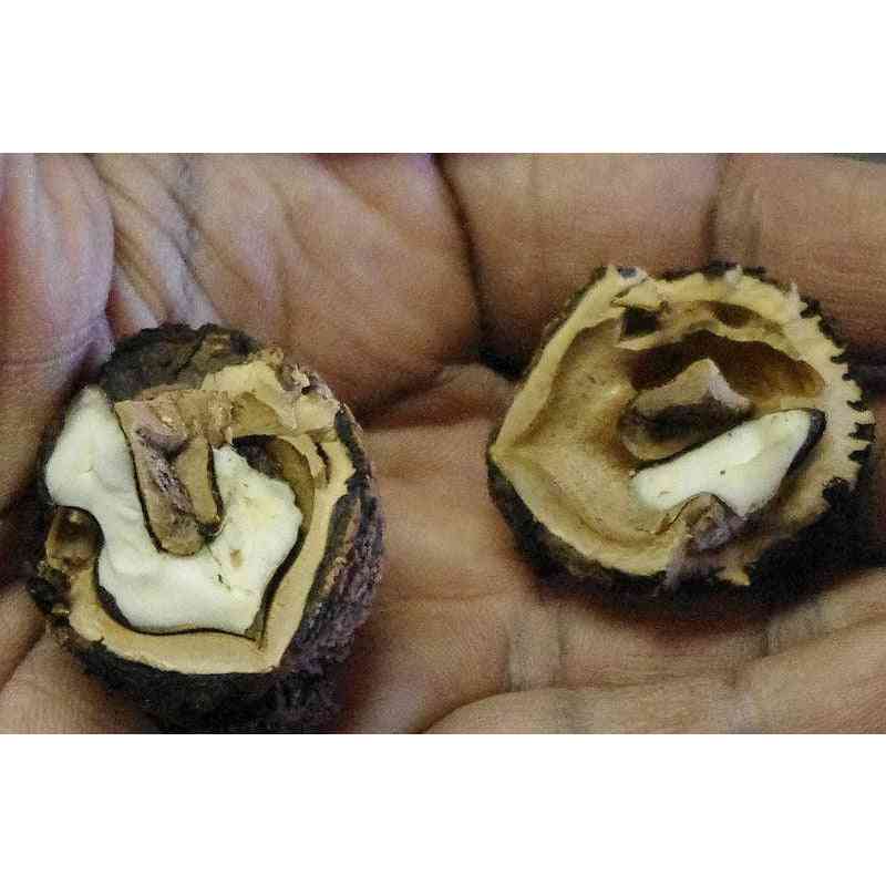Juglans nigra (Black Walnut)  Natural Communities LLC