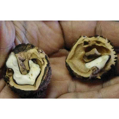 Juglans nigra (Black Walnut)  Natural Communities LLC