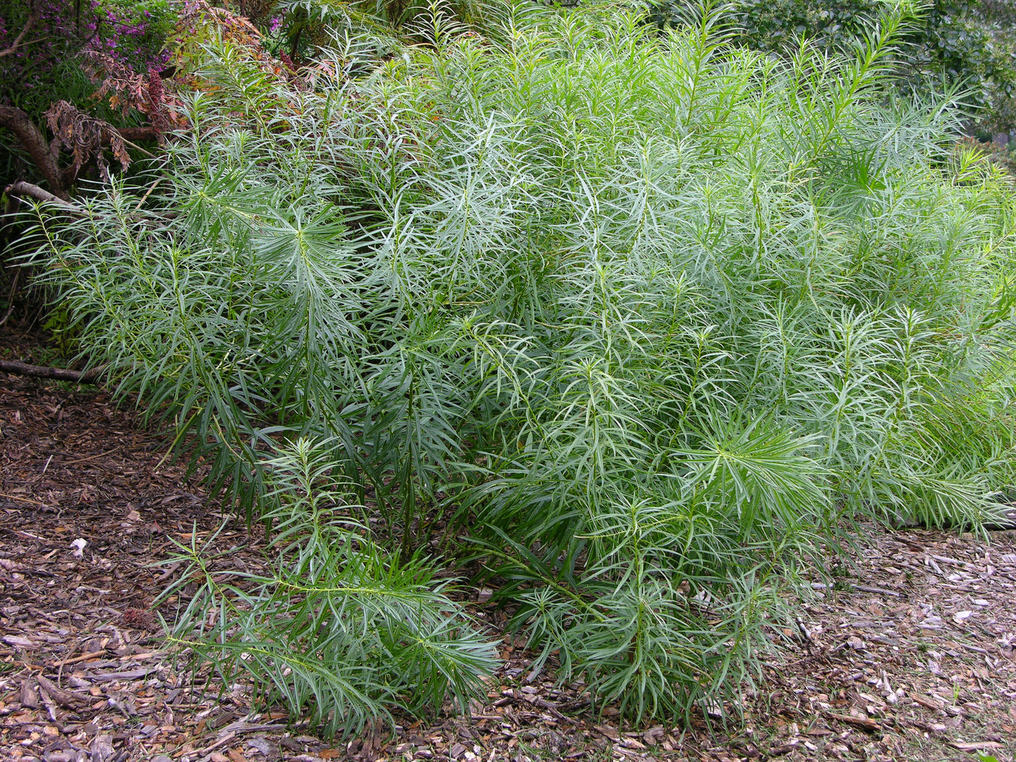 Amsonia hubrichtii (Arkansas Bluestar)