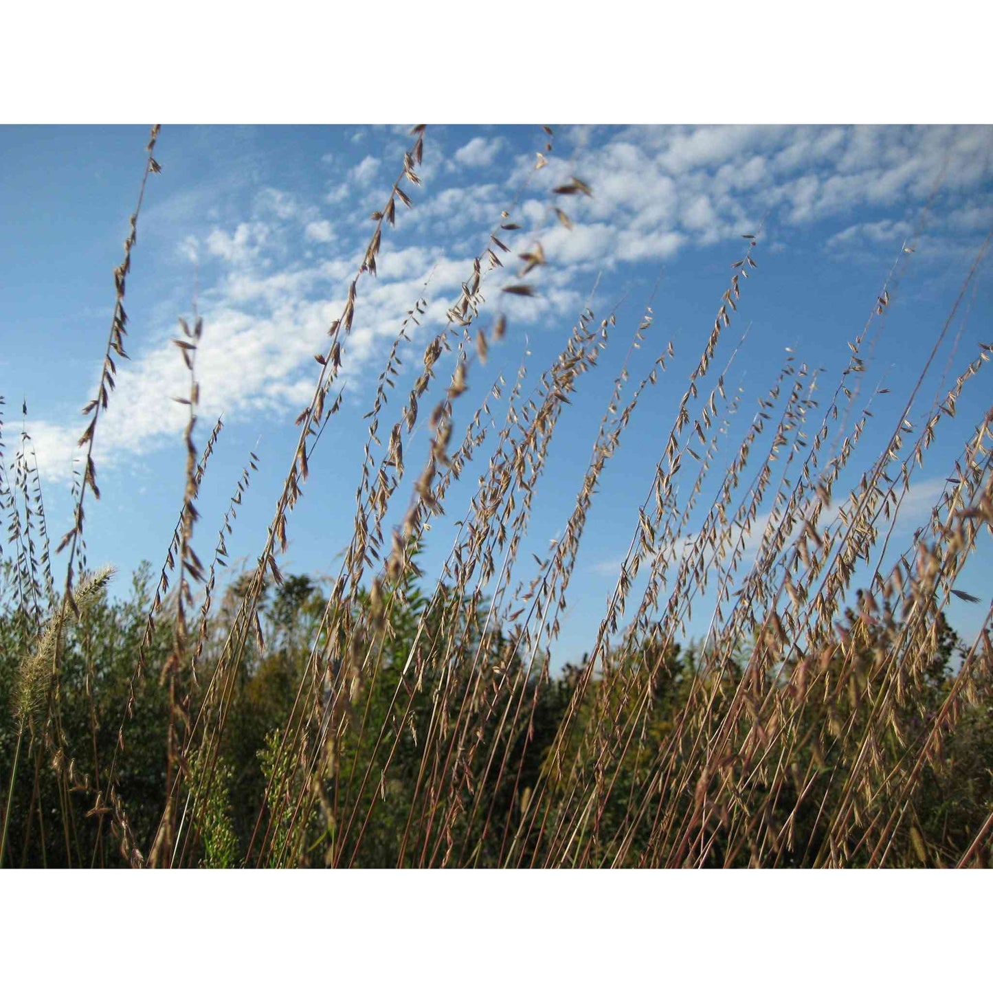 Cover Crop - Native Cover Bouteloua curtipendula (Side Oats Grama)