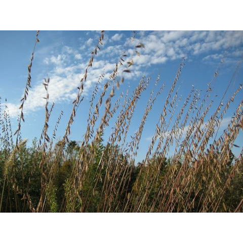 Mesic Tallgrass Prairie Native Seed Mix  Natural Communities LLC