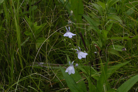 Lobelia kalmii (Kalm's Lobelia)