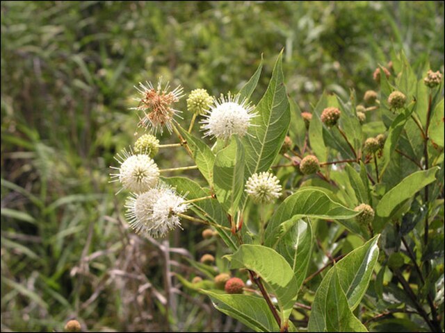 Cephalanthus occidentalis (Buttonbush)