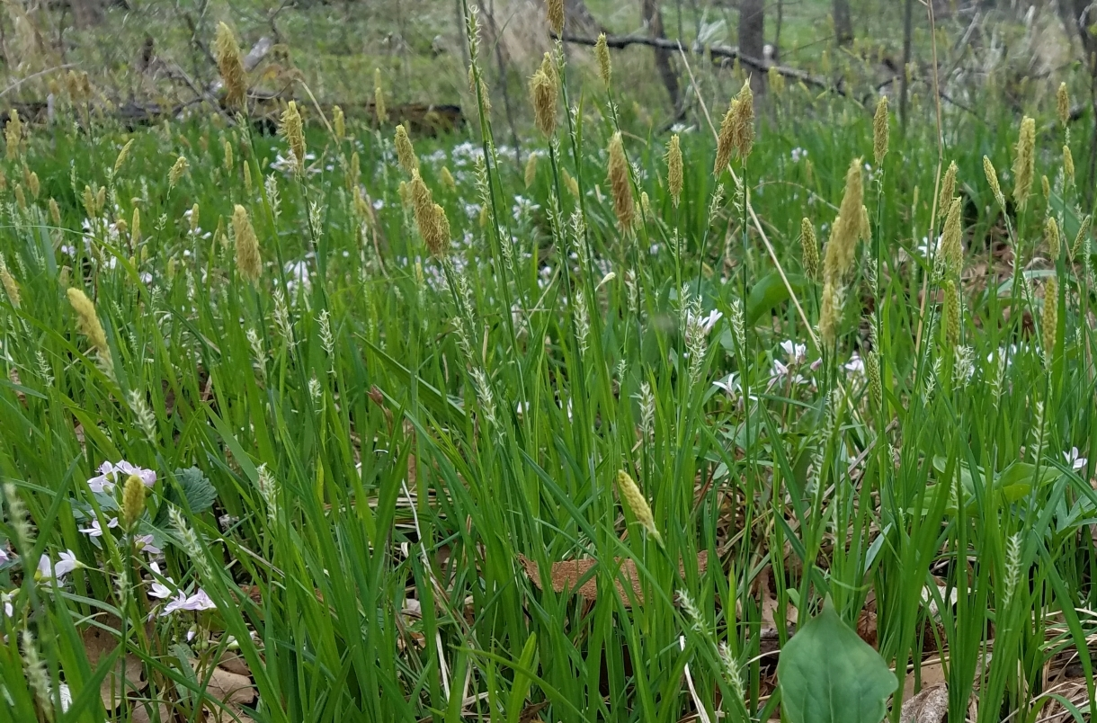 Carex woodii (Wood’s Sedge or Pretty Sedge)