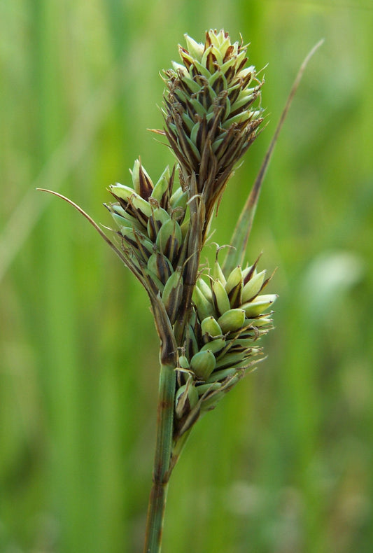 Carex buxbaumii (Buxbaum's Sedge)