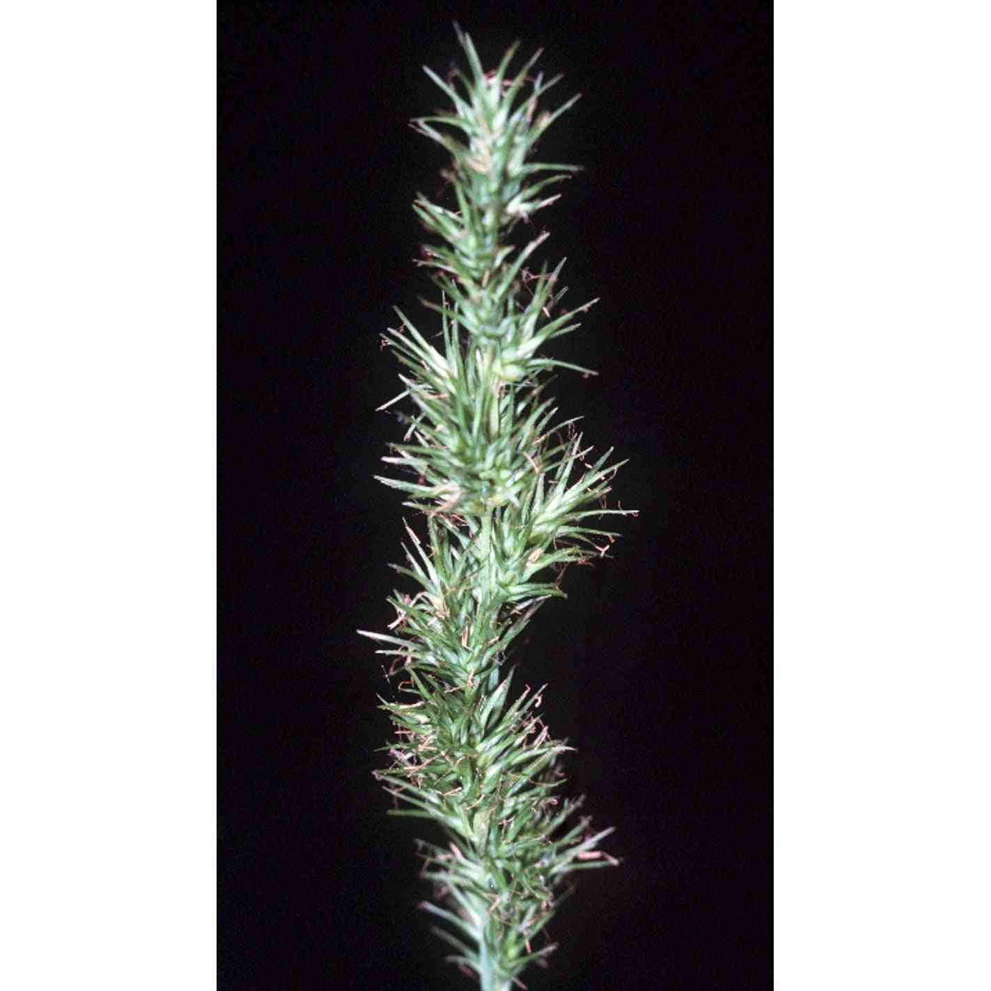 Carex crus-corvi (Crowfoot Fox Sedge)  Natural Communities LLC
