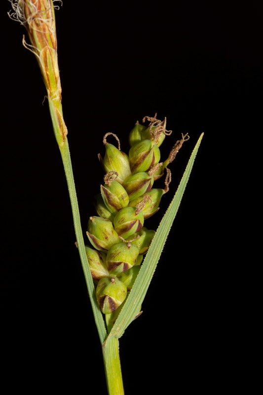 Carex meadii (Mead's Sedge)