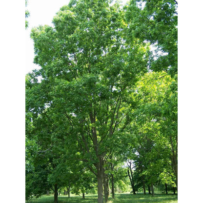 Carya illinoiensis (Pecan)  Natural Communities LLC