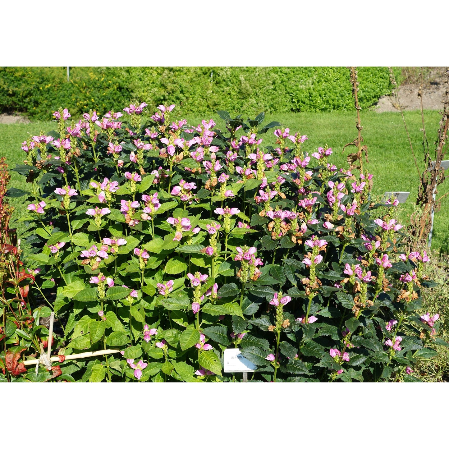 Chelone obliqua (Rose Turtlehead)