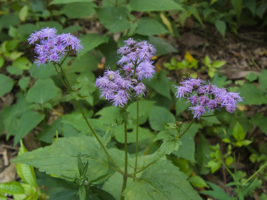 Conoclinium coelestinum (BlueMistflower)