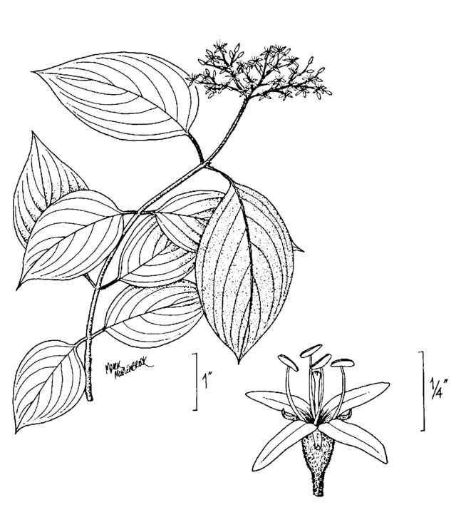 Cornus amomum (Silky Dogwood)