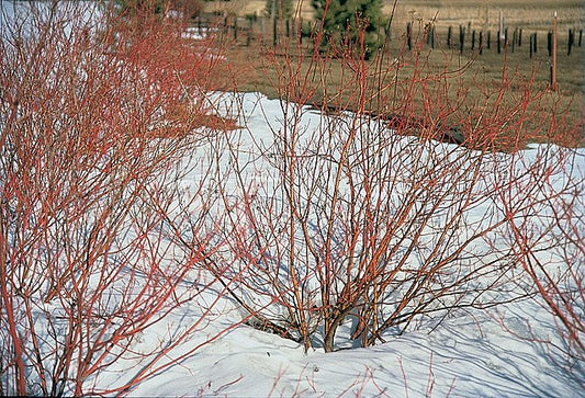 Cornus sericia (Red-Twig Dogwood, Red Osier Dogwood)