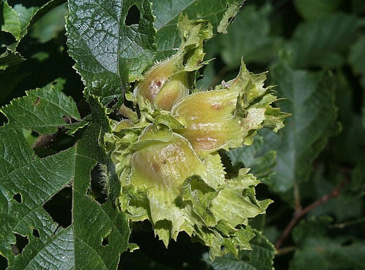 Corylus americana (Hazelnut)