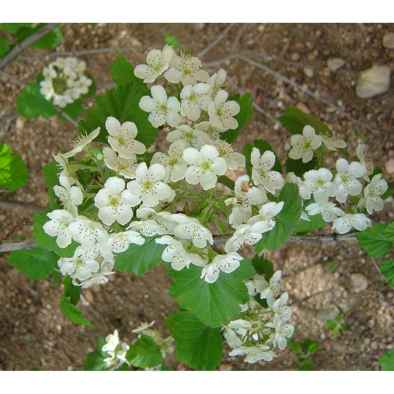 Crataegus mollis (Downy Hawthorn)  Natural Communities LLC