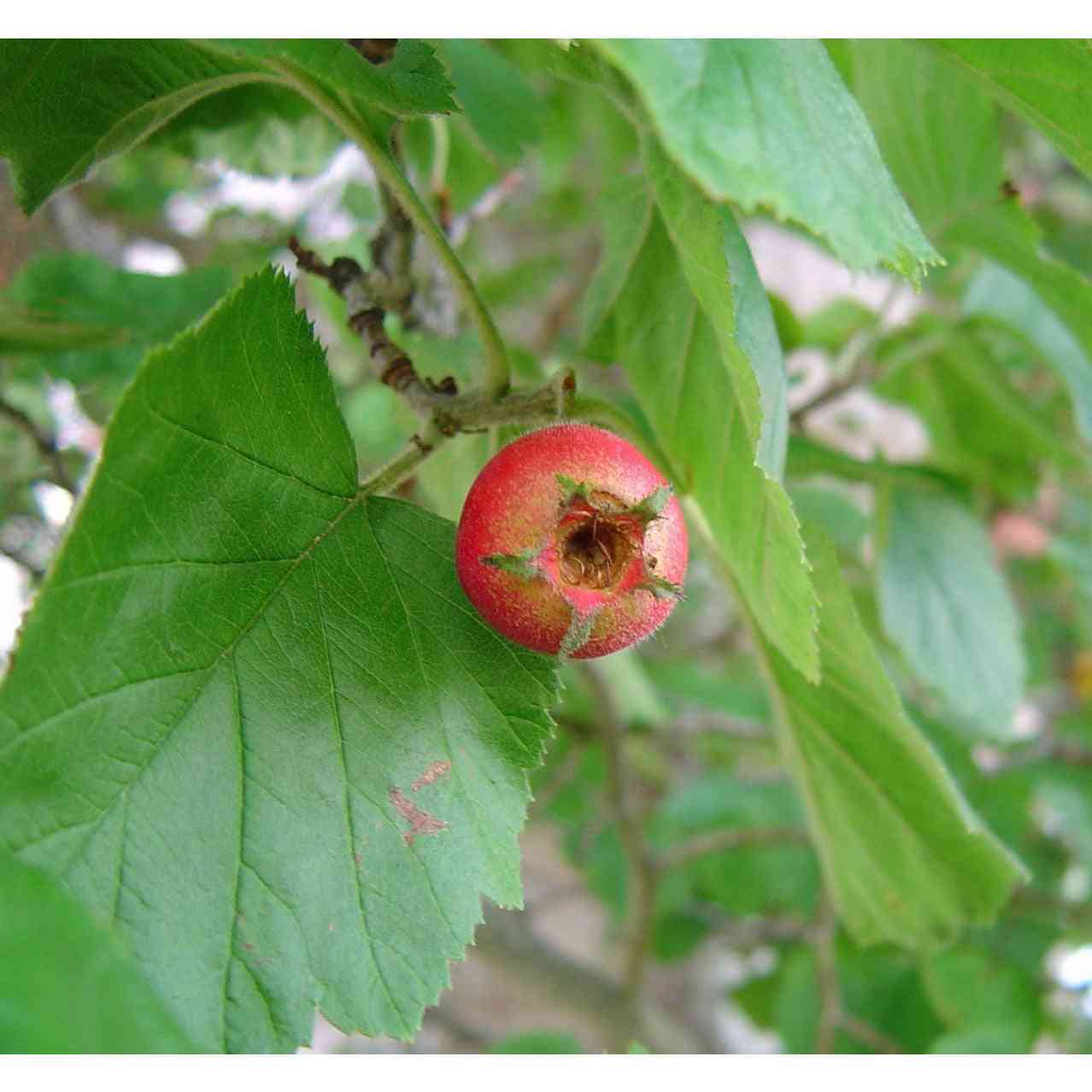 Crataegus mollis (Downy Hawthorn)  Natural Communities LLC