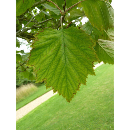 Crataegus mollis (Downy Hawthorn)  Natural Communities LLC
