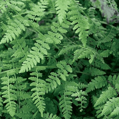 Cystopteris bulbifera (Bulblet Fern)  Natural Communities LLC