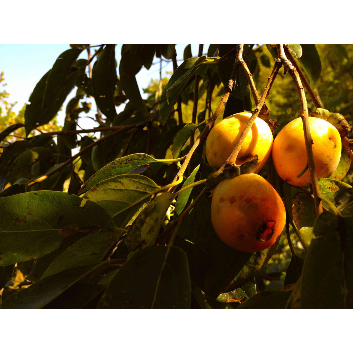 American Persimmon 5 Fruit Tree Seeds Diospyros virginiana Canada Native Non-GMO American Persimmon 5 Fruit Tree Seeds Diospyros virginiana Canada Native Non-GMO