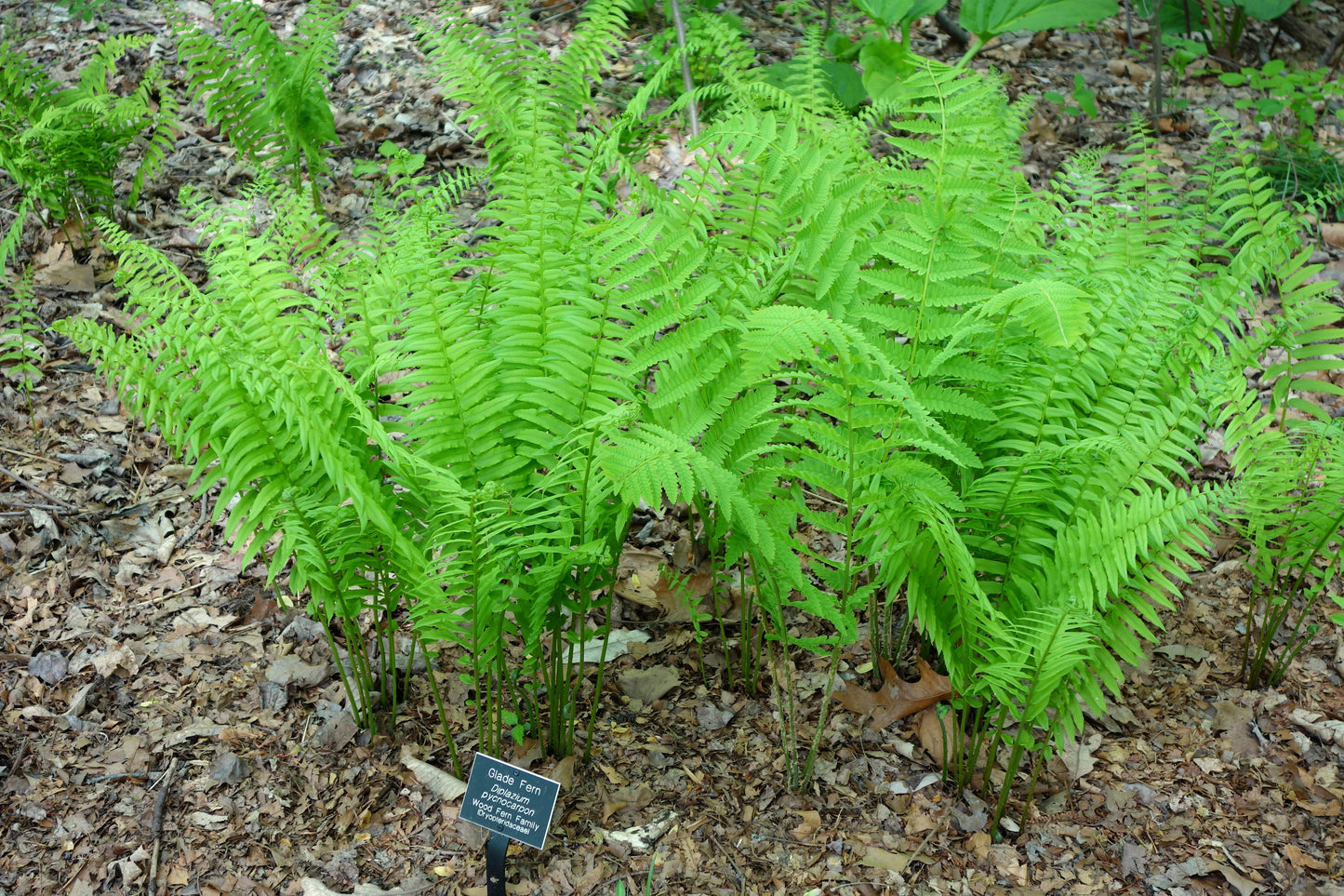 Diplazium pycnocarpon (Glade Fern)