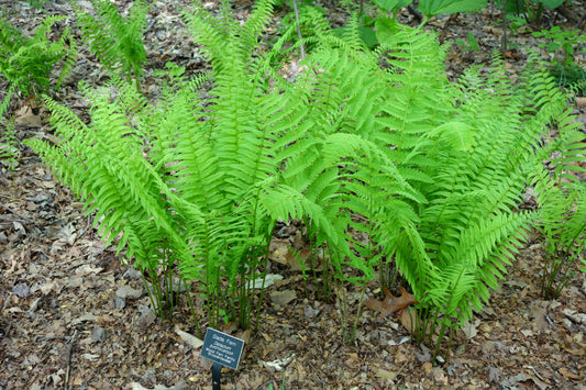 Diplazium pycnocarpon (Glade Fern)