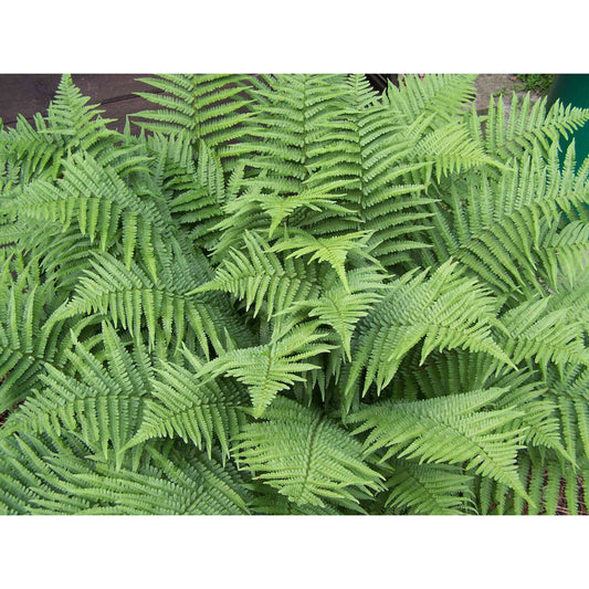 Dryopteris filix-mas (Male Fern)  Natural Communities LLC