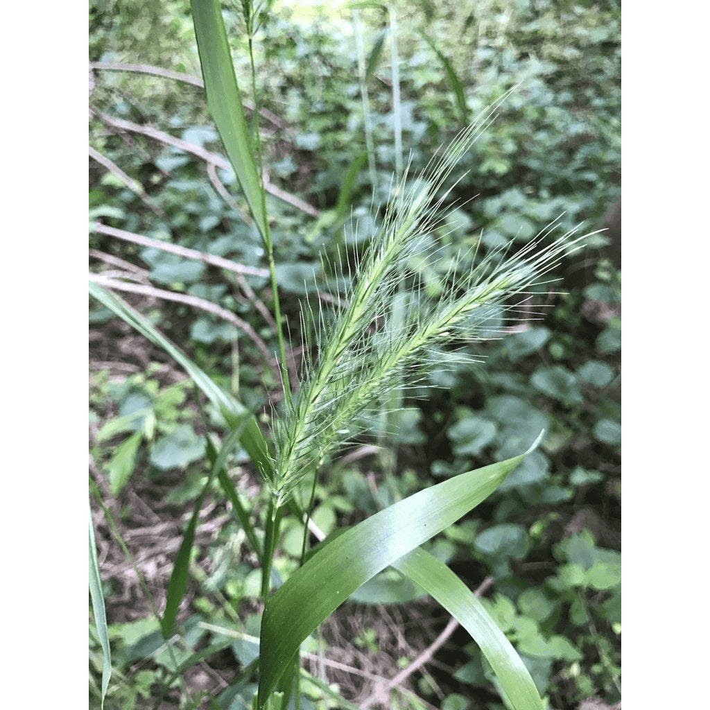 Elymus riparius (Riverbank Wild Rye)  Natural Communities LLC