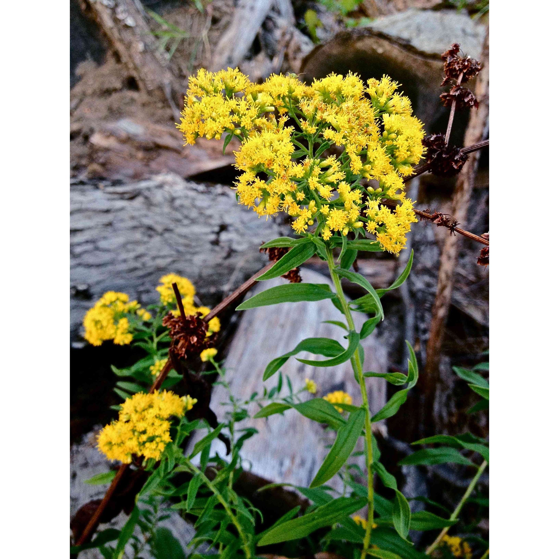 Euthamia graminifolia (Grass-leaved Goldenrod)  Natural Communities LLC