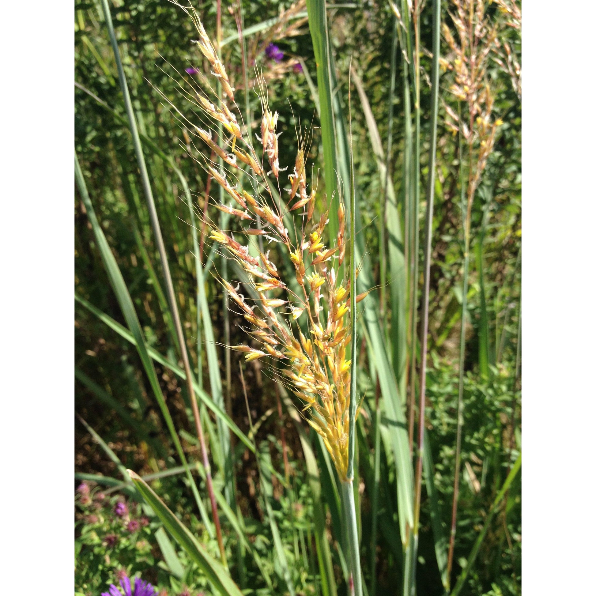 plant grass seed rain Rain Garden & Wet Prairie Native Seed Mix – 39 Species for Pollinators – Natural Communities LLC