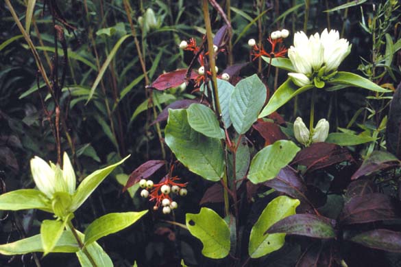 Gentiana alba (Cream Gentain)