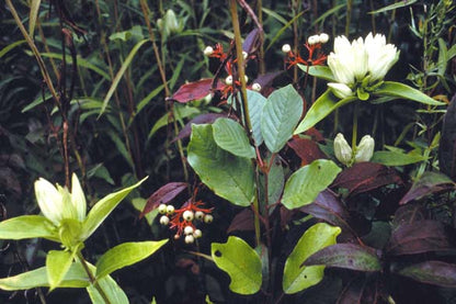 Gentiana alba (Cream Gentain)