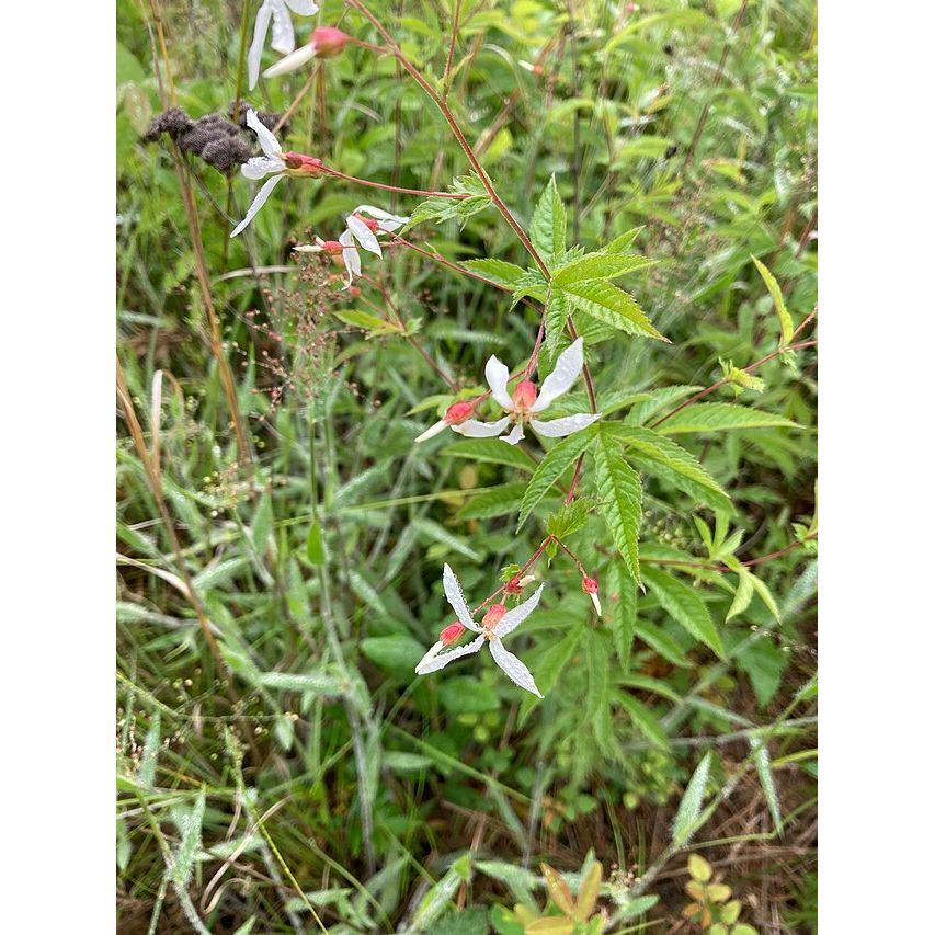 Porteranthus stipulatus (Western Indian Physic)