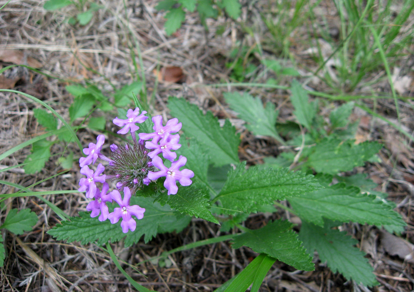 Glandularia canadensis (Rose verbena)