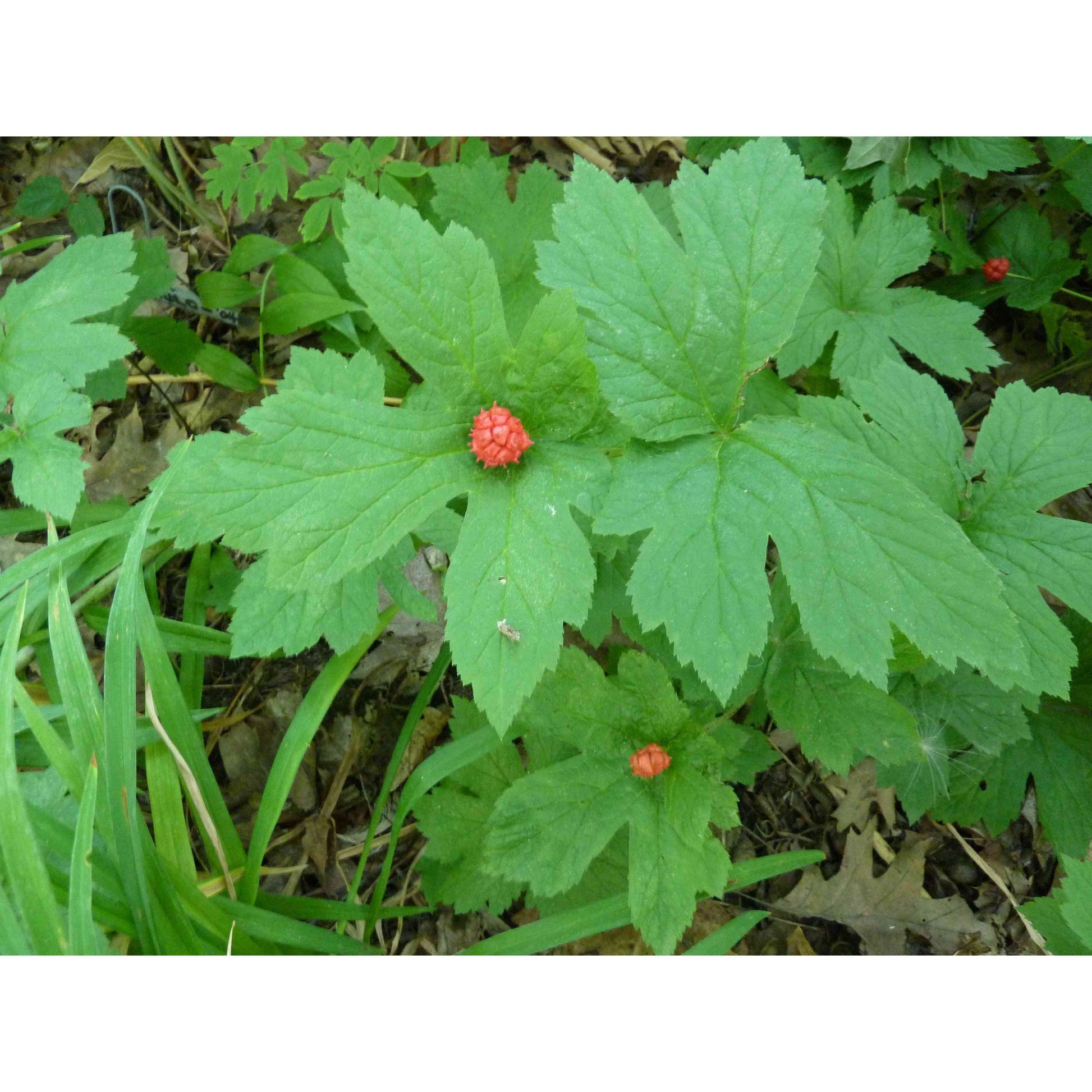 goldenseal plant seeds Hydrastis canadensis (Goldenseal)