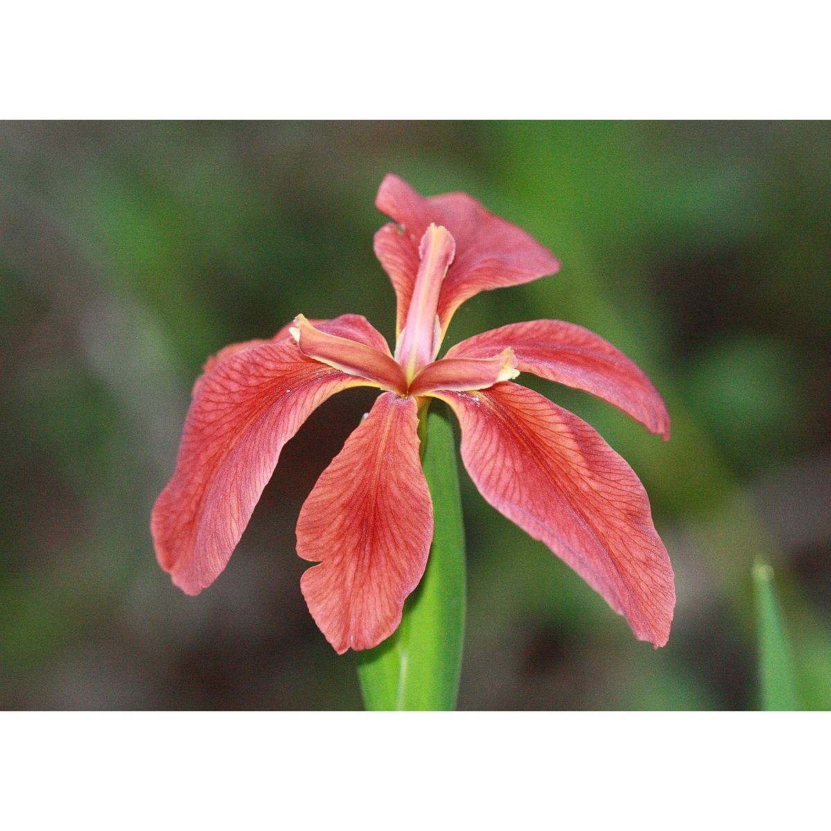 Iris fulva ( Copper iris )
